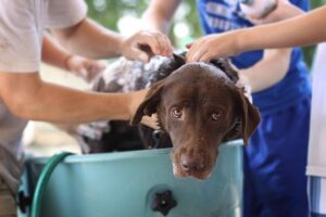 Koupel a mytí psa