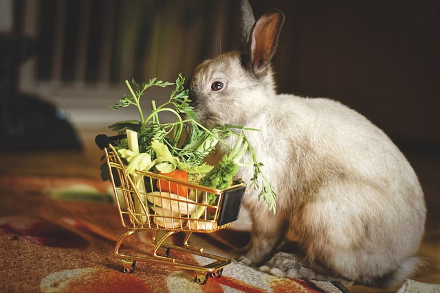 Nejlepší krmivo pro zakrslé králíky