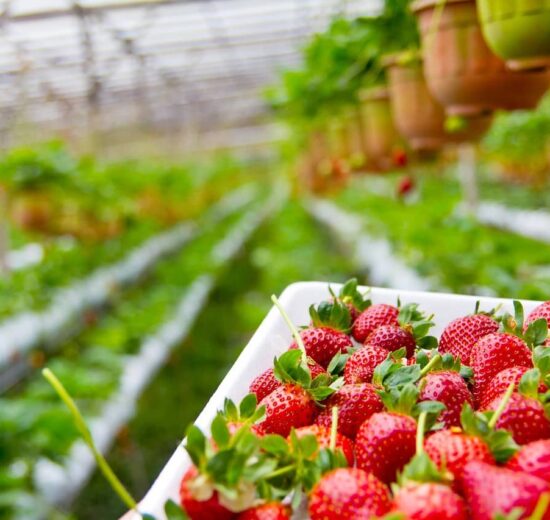 TOP produkty: Fóliovník na zahradu