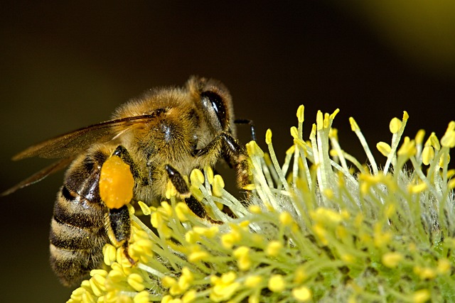Včela / med