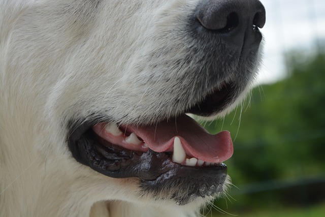 pes čisté zuby
