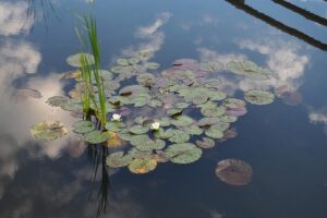 jezírko s filtrací